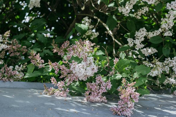 Maximisez l'Espace de Votre Potager : Astuces et Stratégies Incontournables
